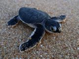 Foto: Omāna: bruņurupuču dzimtais krasts